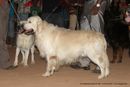 Trivandrum Dog Show 14th Oct 2012 | ex-89,golden retriever,sw-59,
