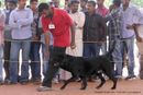 Trivandrum Dog Show 14th Oct 2012 | ex-101,labrador retriever,sw-59,