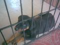 Tyson The Rottweiler,Kashyap | tyson the rottweiler,kashyap