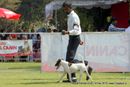Vadodara Dog Show | ex-26,fox terrier,sw-83,