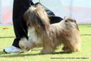 Vadodara Dog Show | ex-27,lhasa apso,sw-83,