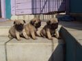 variet kennel dogs | variet kennel dogs