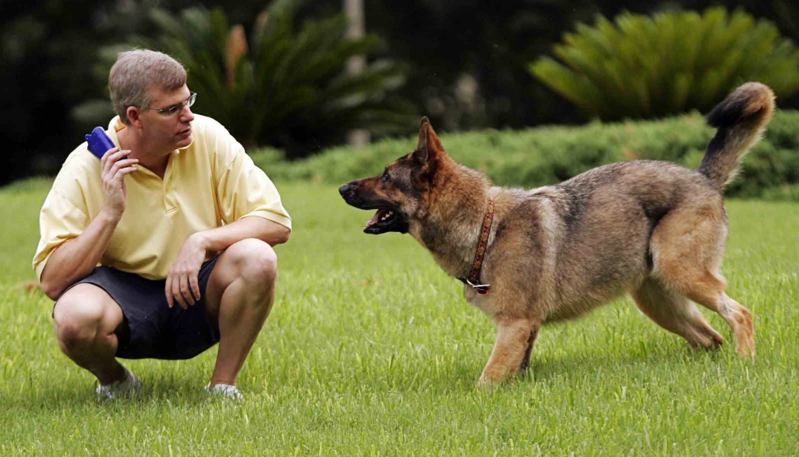 what are basic dog commands