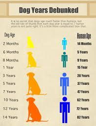 7 month dog in human years