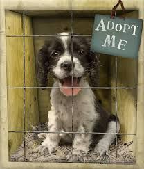 Animal Welfare & Dog Adoption Societies Of India 