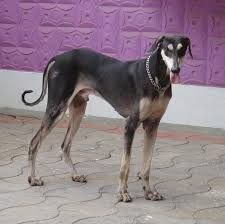 Indian Dog Breeds