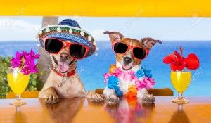 32316013-two-funny-dogs-drinking-cocktails-at-the-bar-in-a-beach-club-party-with-ocean-view-Stock-Photo