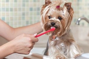 dog-brushing-your-dogs-teeth