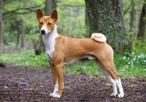 what dog breed is considered to be barkless