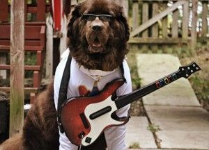 elvis-dog-costume-with-guitar