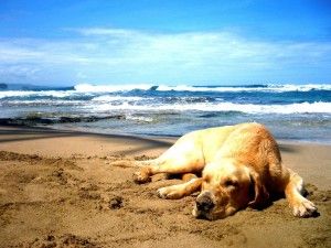 dog_chilling_at_the_beach