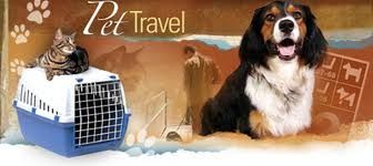 pet travel tips