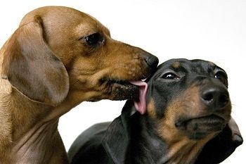 when a dog licks another dogs face