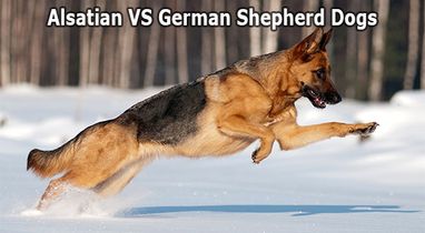 Difference between Alsatian and German Shepherd Dog (GSD)