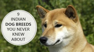 9 Indian Dog Breeds You Never Knew About