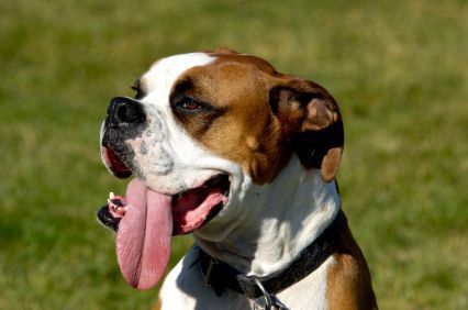 HEAT STROKE and MALIGNANT HYPERTHERMIA in pets 