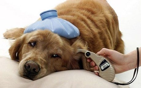 what causes a dog to get diabetes