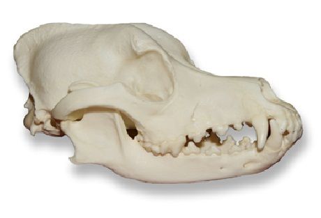 melo skull