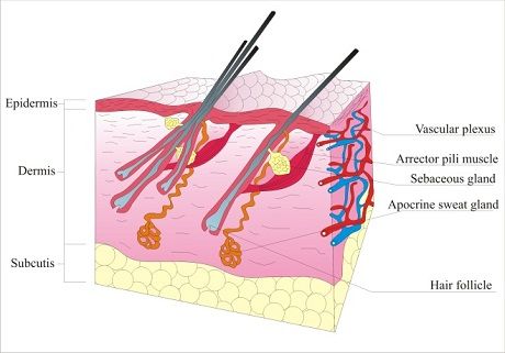 Part 2 A Complete Guide To Understanding A Dog S Skin Hair And Coat Dogspot In