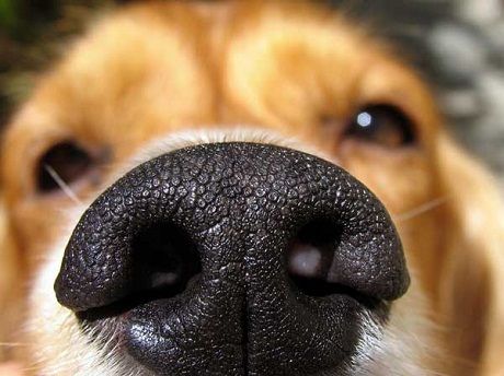 are dog nose prints unique