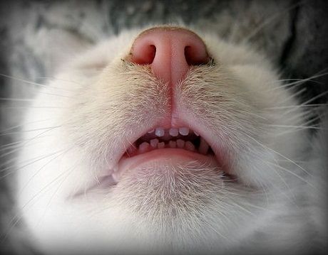 Cat teeth