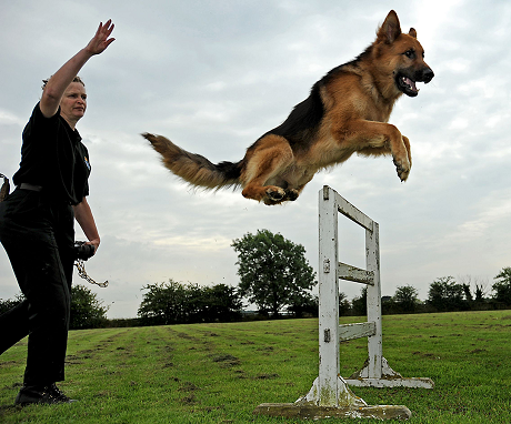 how to train a german shepherd