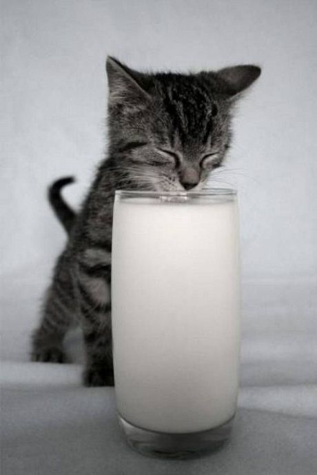 cats and milk
