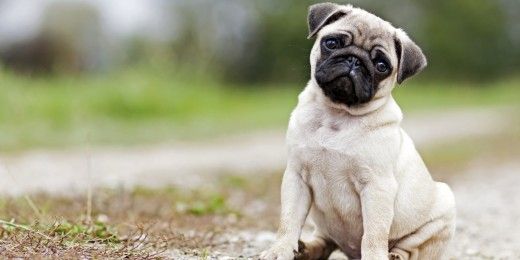 8 Budget Friendly Dog Breeds In India