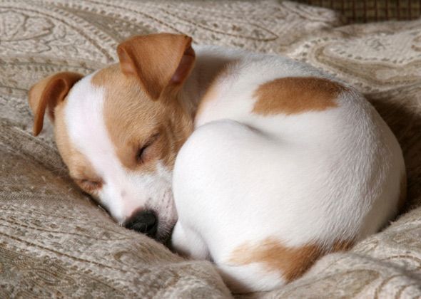 dog-curled-up-asleep