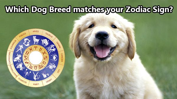 what dog breed am i based on my zodiac sign