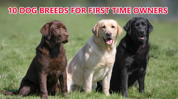 10 Dog Breeds Suitable For First Time Owners 
