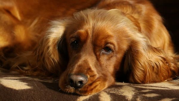 10 Indications Your Dog Can Be Suffering from Cancer