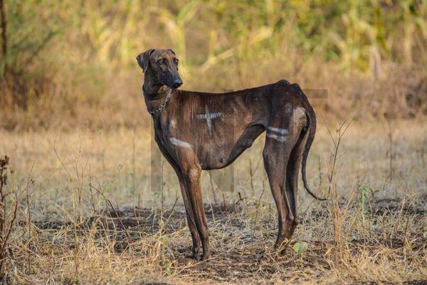 how do chippiparai dogs hunt