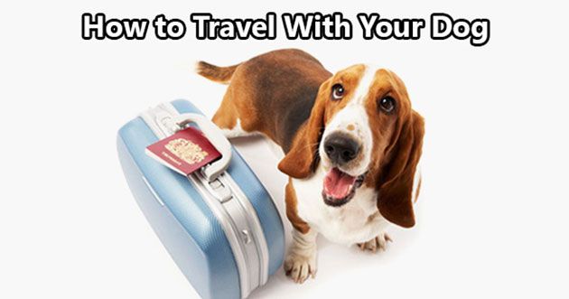 How to Travel with your Dog