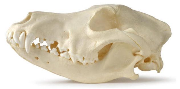 Dolichocephalic skull
