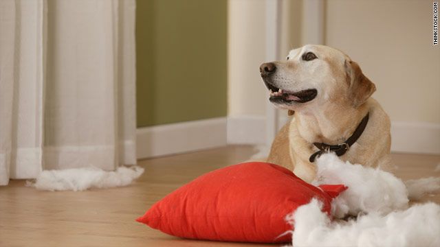 6 Easy Steps How To Teach Your Dog To Stay Home Alone! | Dogspot.in