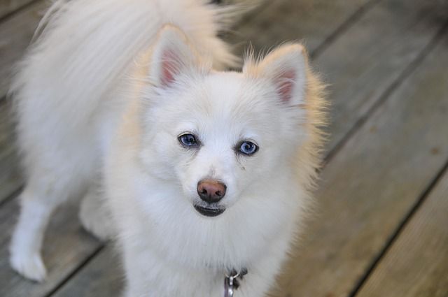 Difference Between Spitz And Pomeranian An Insight Dogspot In