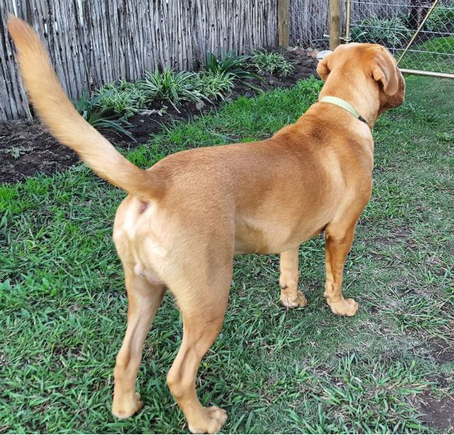 Why does dog's hair stand up on their back?