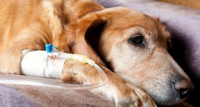 7 Things You Should Do If You Find Out Your Dog Has Cancer Dogspot In