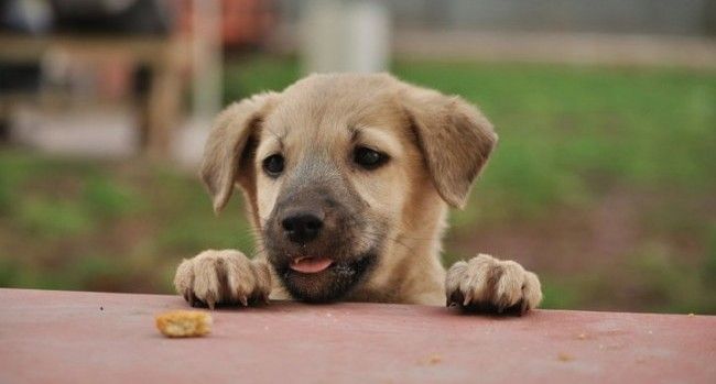 8 Budget Friendly Dog Breeds In India