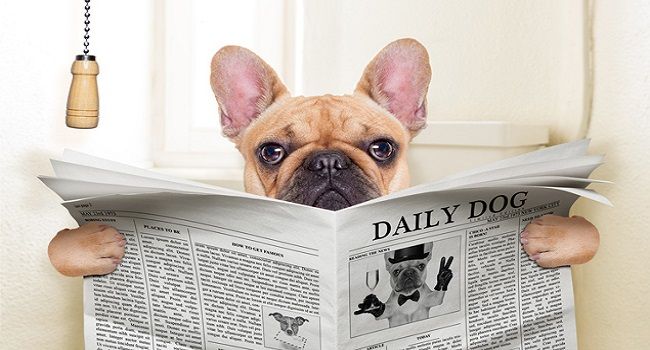0-Dog-Newspaper-635