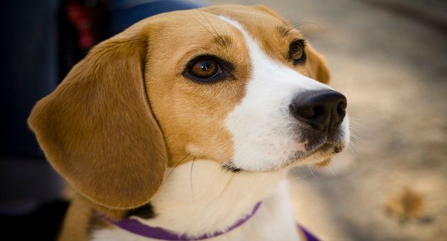 what is the oldest beagle on record