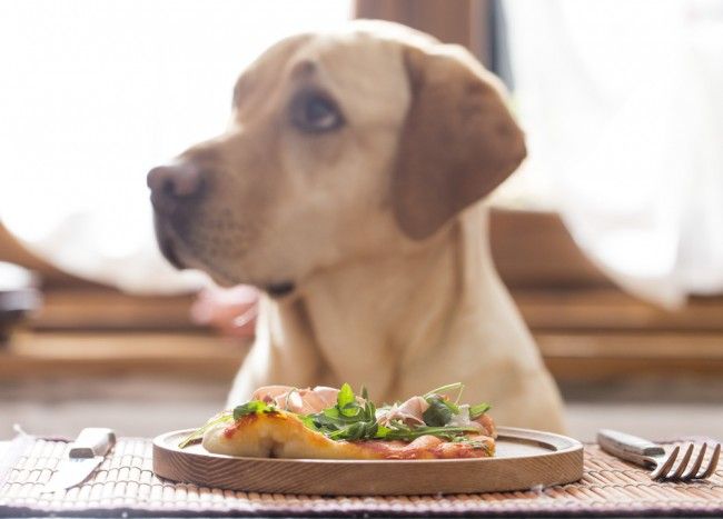 dog-eating-dinner