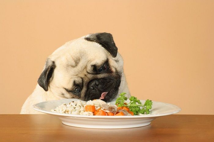 do dogs prefer hot or cold food