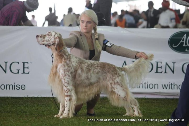 english setter,sw-90,, 112th & 113th Ooty Dog Show, DogSpot.in