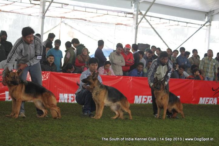 german shepherd,sw-90,, 112th & 113th Ooty Dog Show, DogSpot.in