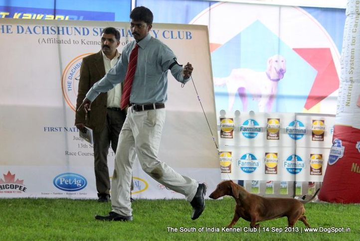 dachshund,sw-90,, 112th & 113th Ooty Dog Show, DogSpot.in