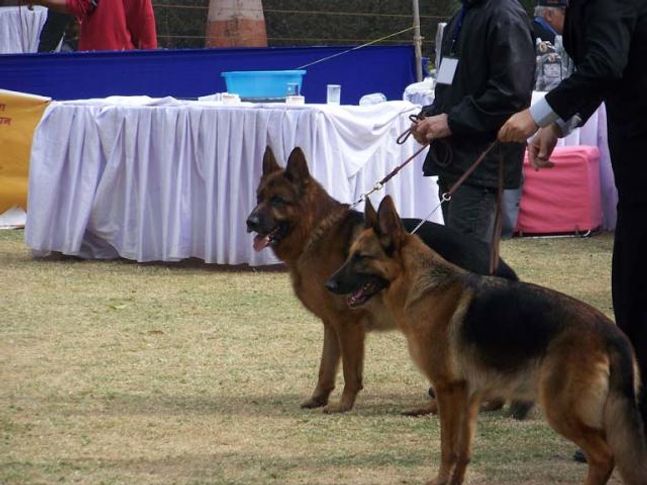 Agra Dog Show, Taj Kennel Club, Agra Dog Show- 3 Feb 2008, DogSpot.in