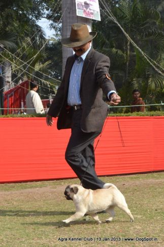 pug,sw-78,, 2013 Agra Dog Show, DogSpot.in