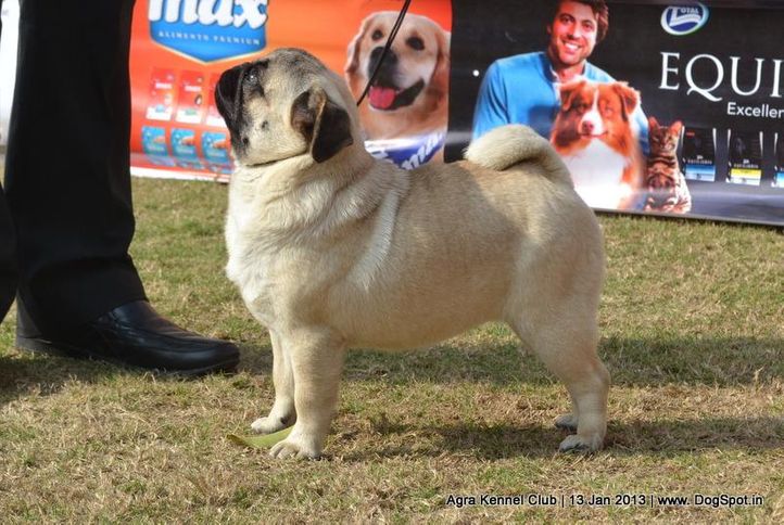 pug,sw-78,, 2013 Agra Dog Show, DogSpot.in